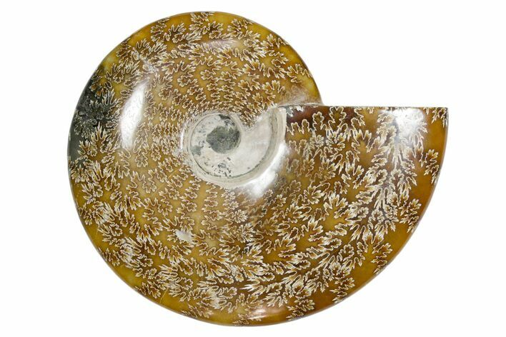 Polished Fossil Ammonite (Cleoniceras) - Madagascar #349171